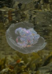 Moon jelly - in the shallows at Treaddur Bay, N. Wales.
... by Mark Thomas 